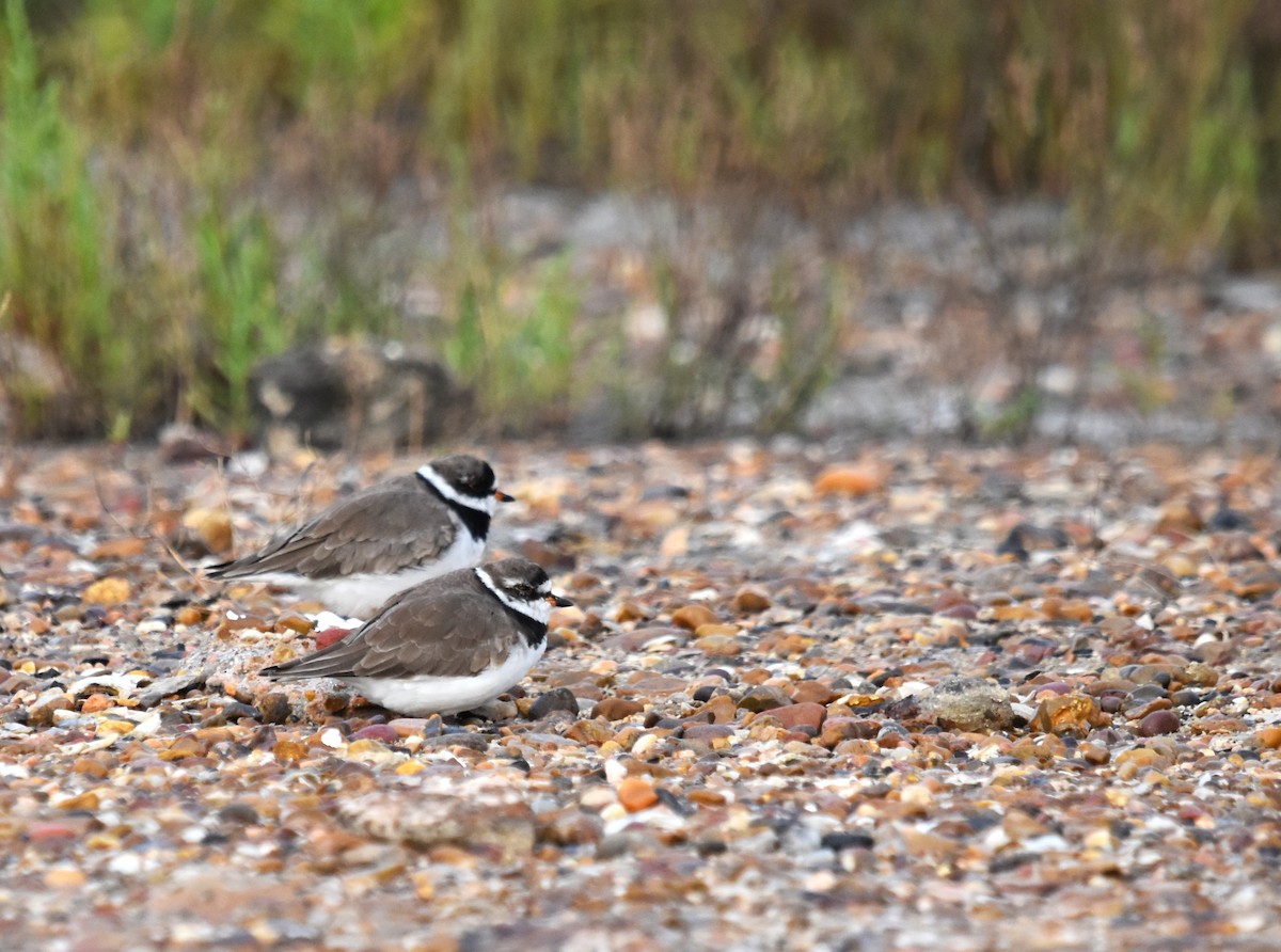 Semipalmated Plover - ML618112248