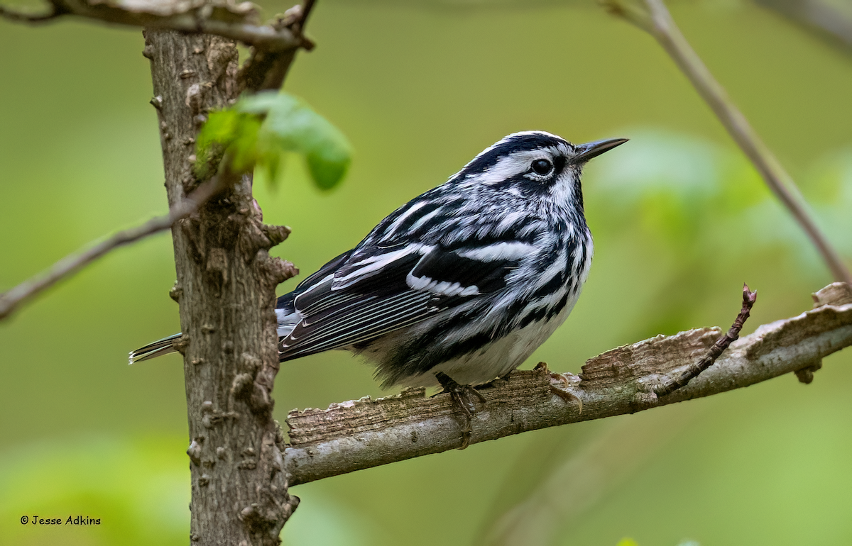 Black-and-white Warbler - ML618112249