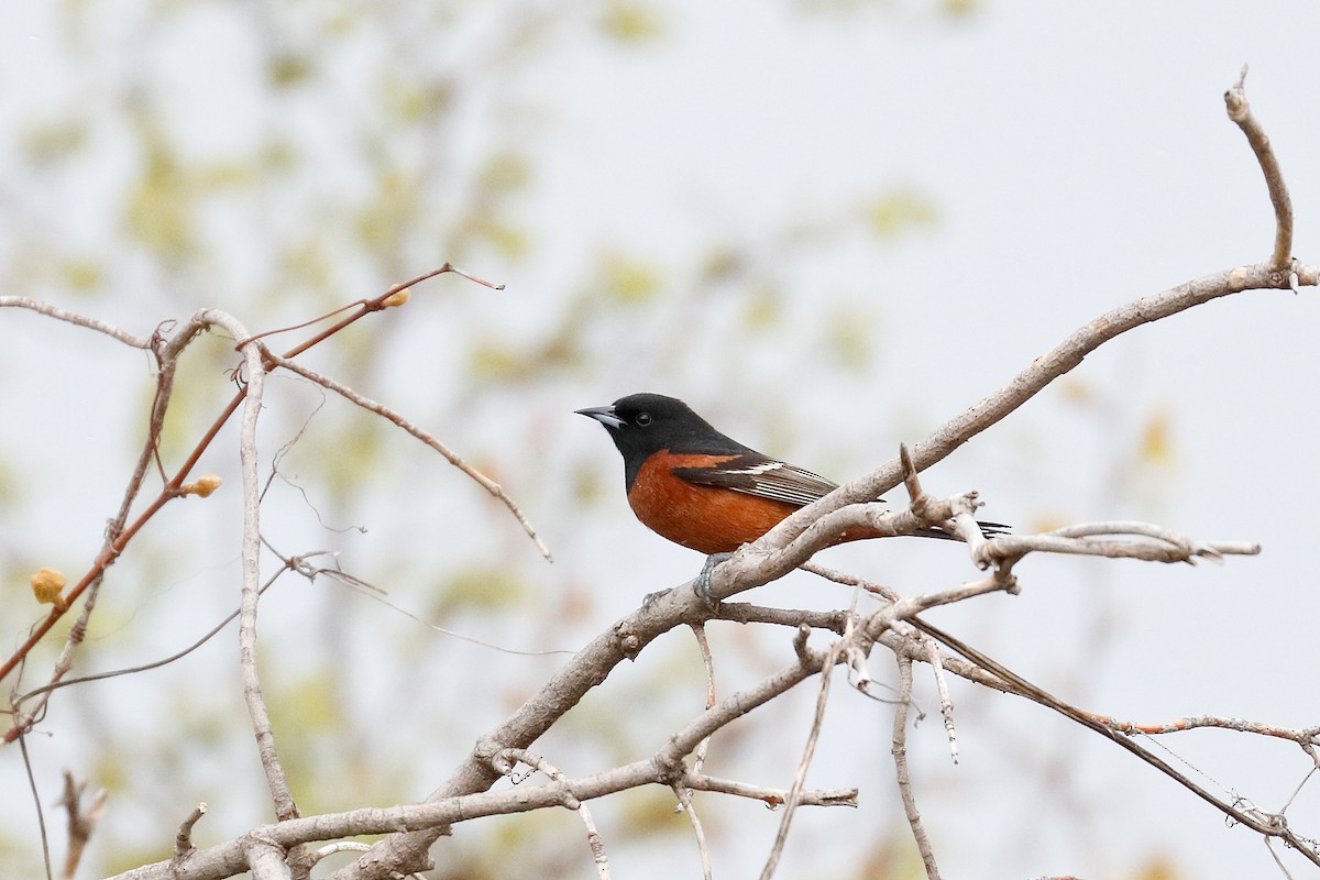 Orchard Oriole - ML618112272