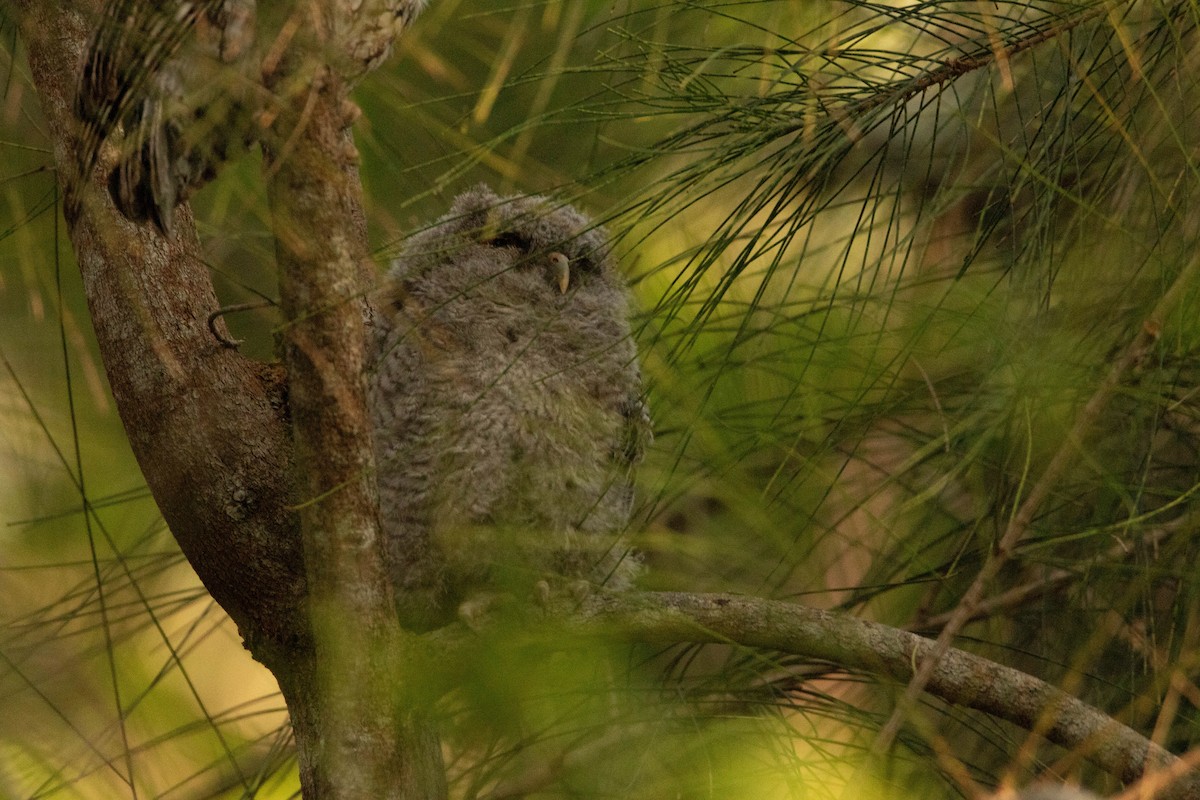 Eastern Screech-Owl (Northern) - Nick Hoffmann