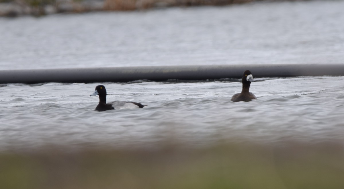 Greater Scaup - ML618112290