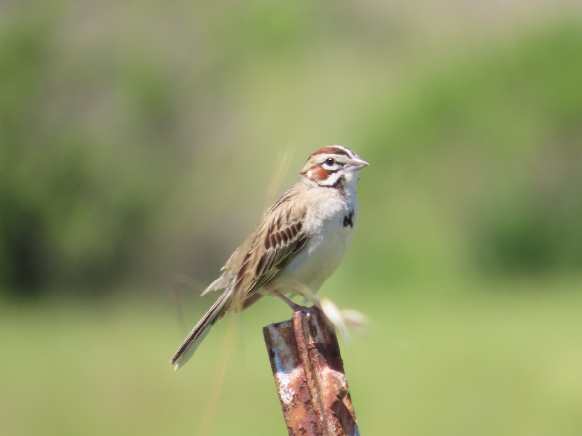 Lark Sparrow - The Spotting Twohees