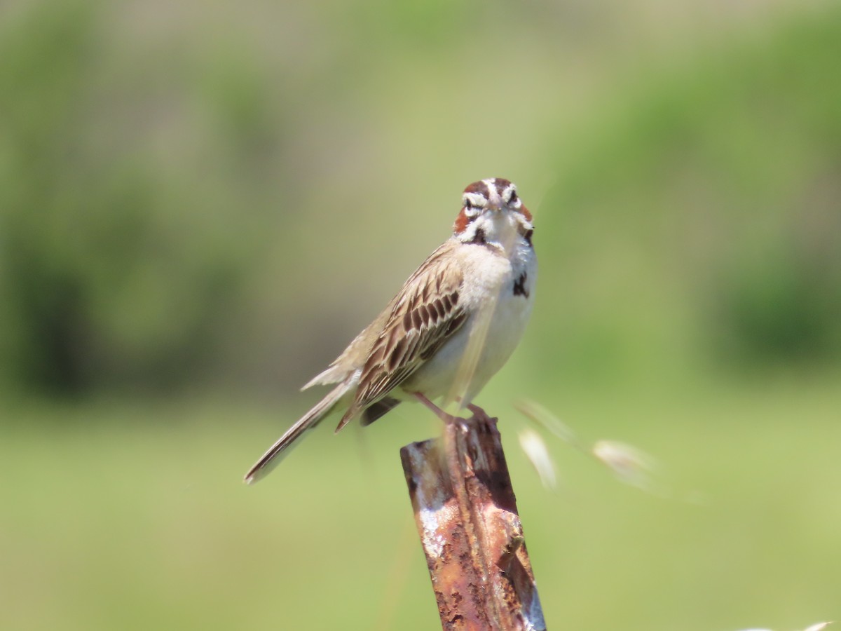 Lark Sparrow - The Spotting Twohees