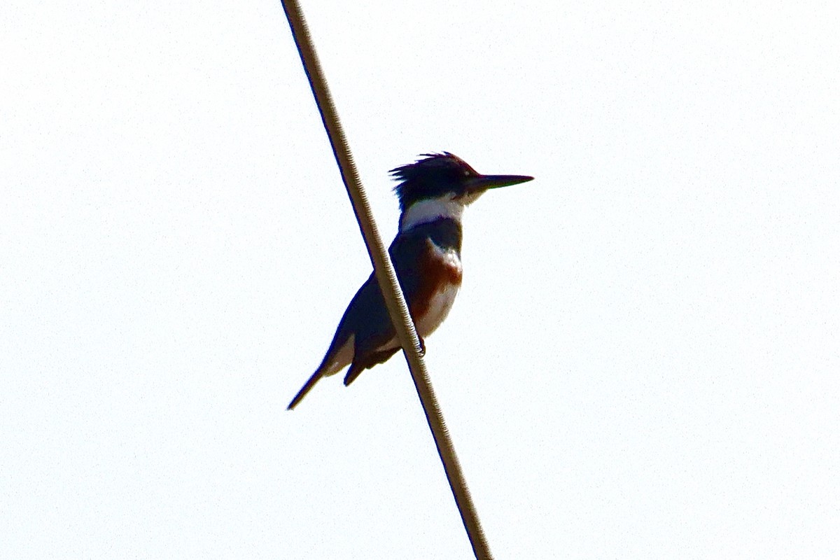 Belted Kingfisher - ML618112304