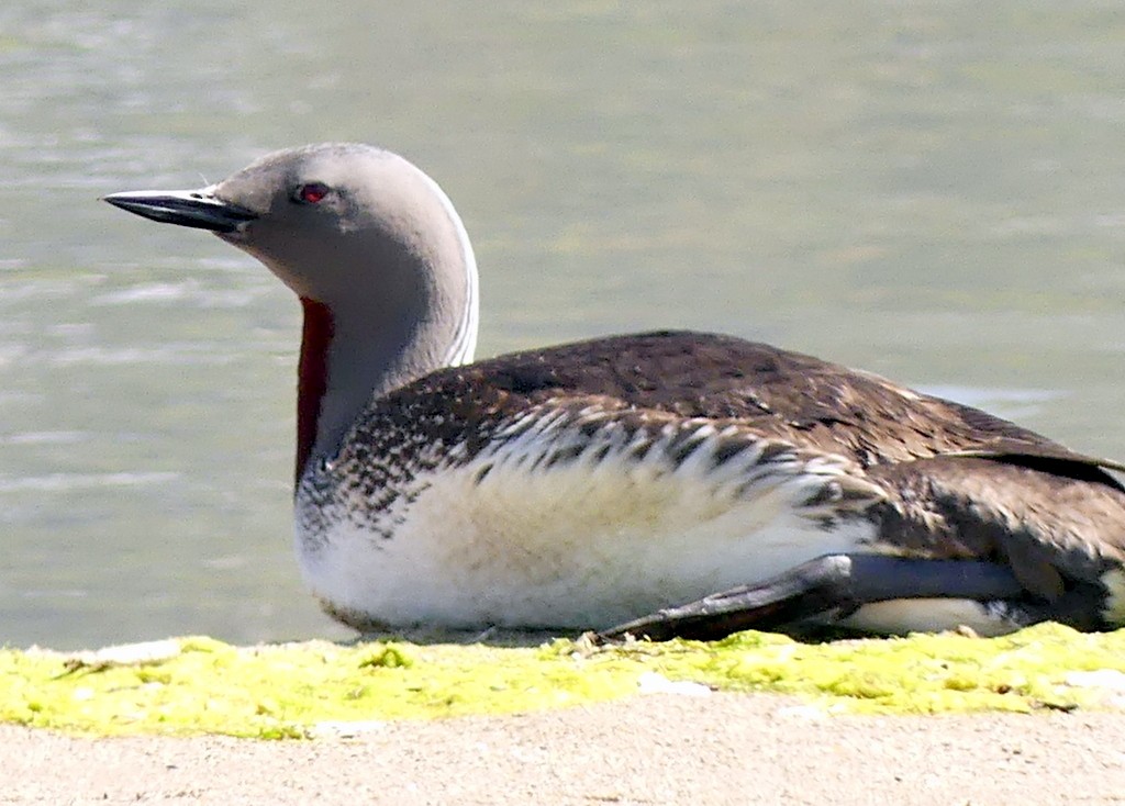 Red-throated Loon - ML618112315