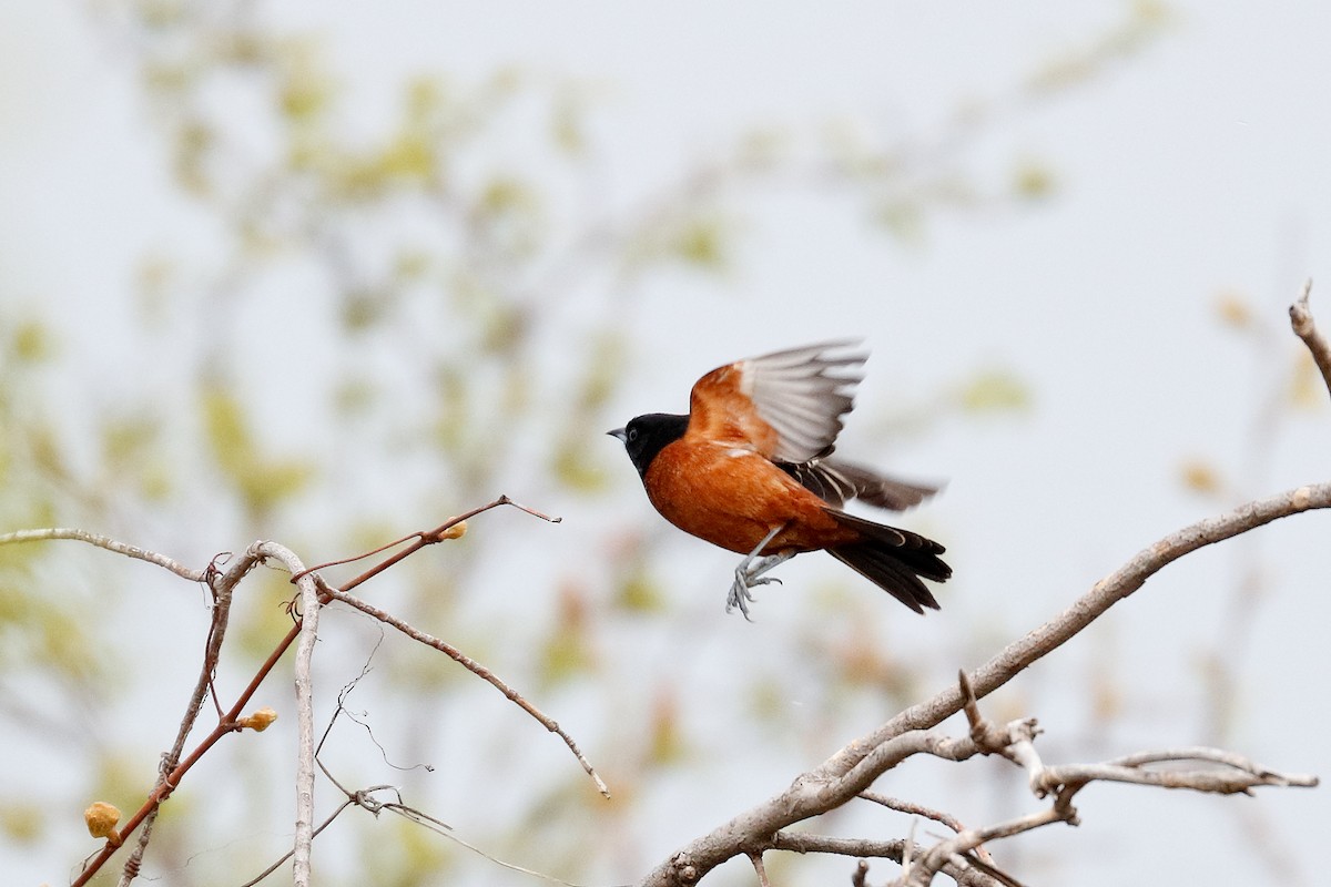 Orchard Oriole - ML618112316