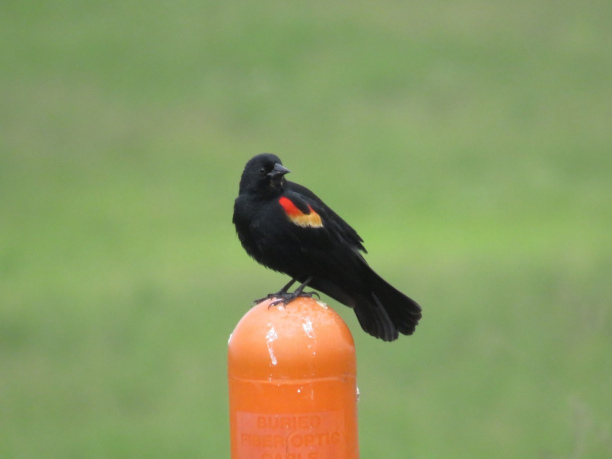 Red-winged Blackbird - ML618112317