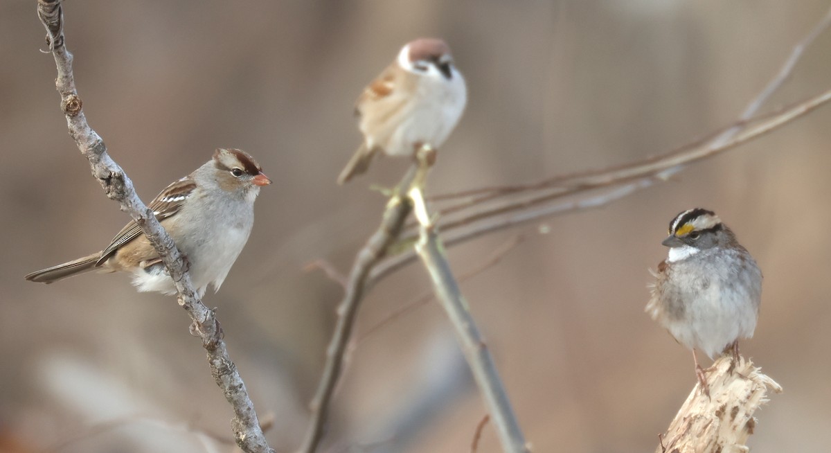 White-crowned Sparrow - Joshua Uffman