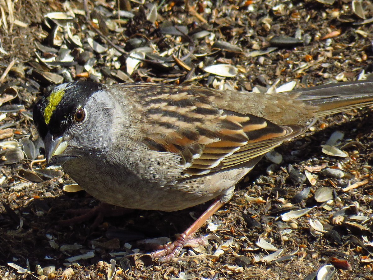 Golden-crowned Sparrow - The Lahaies