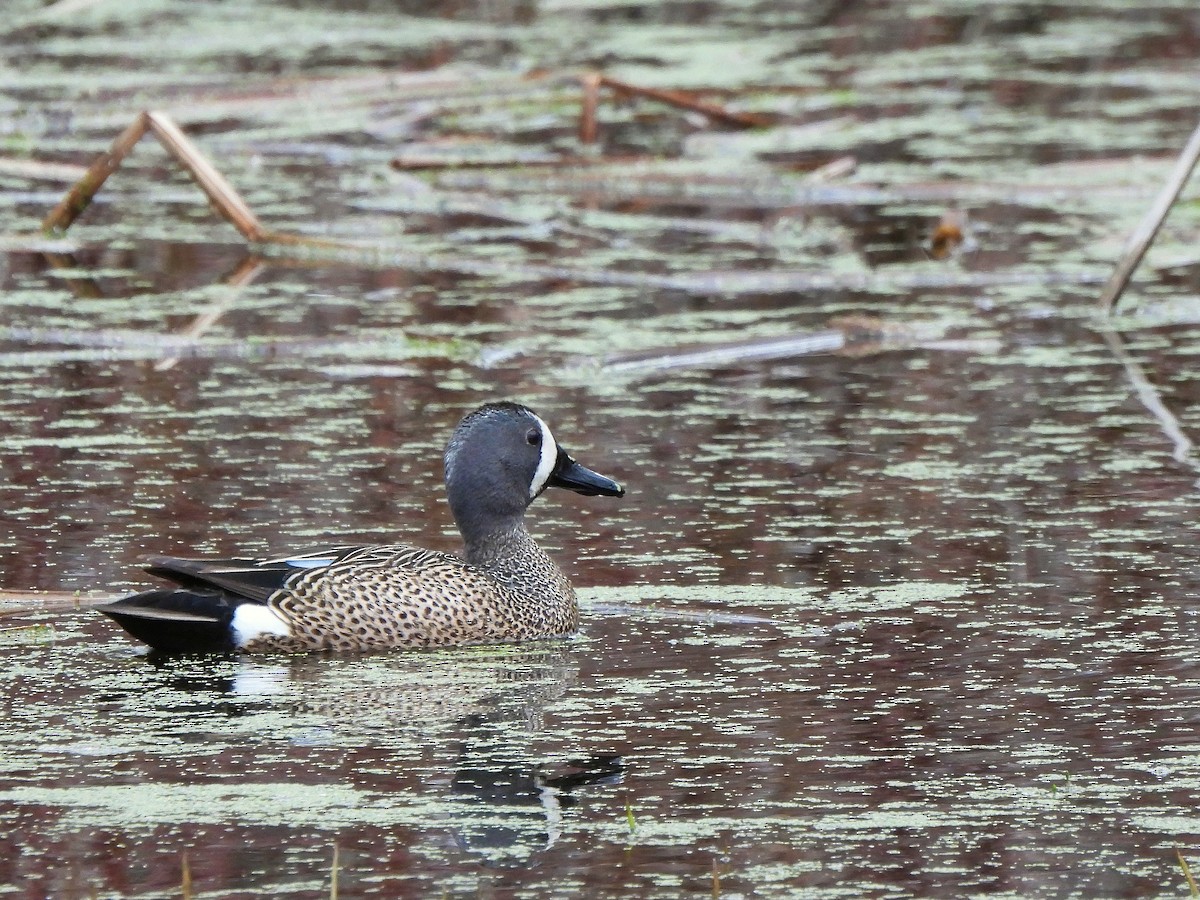 Blue-winged Teal - ML618112457
