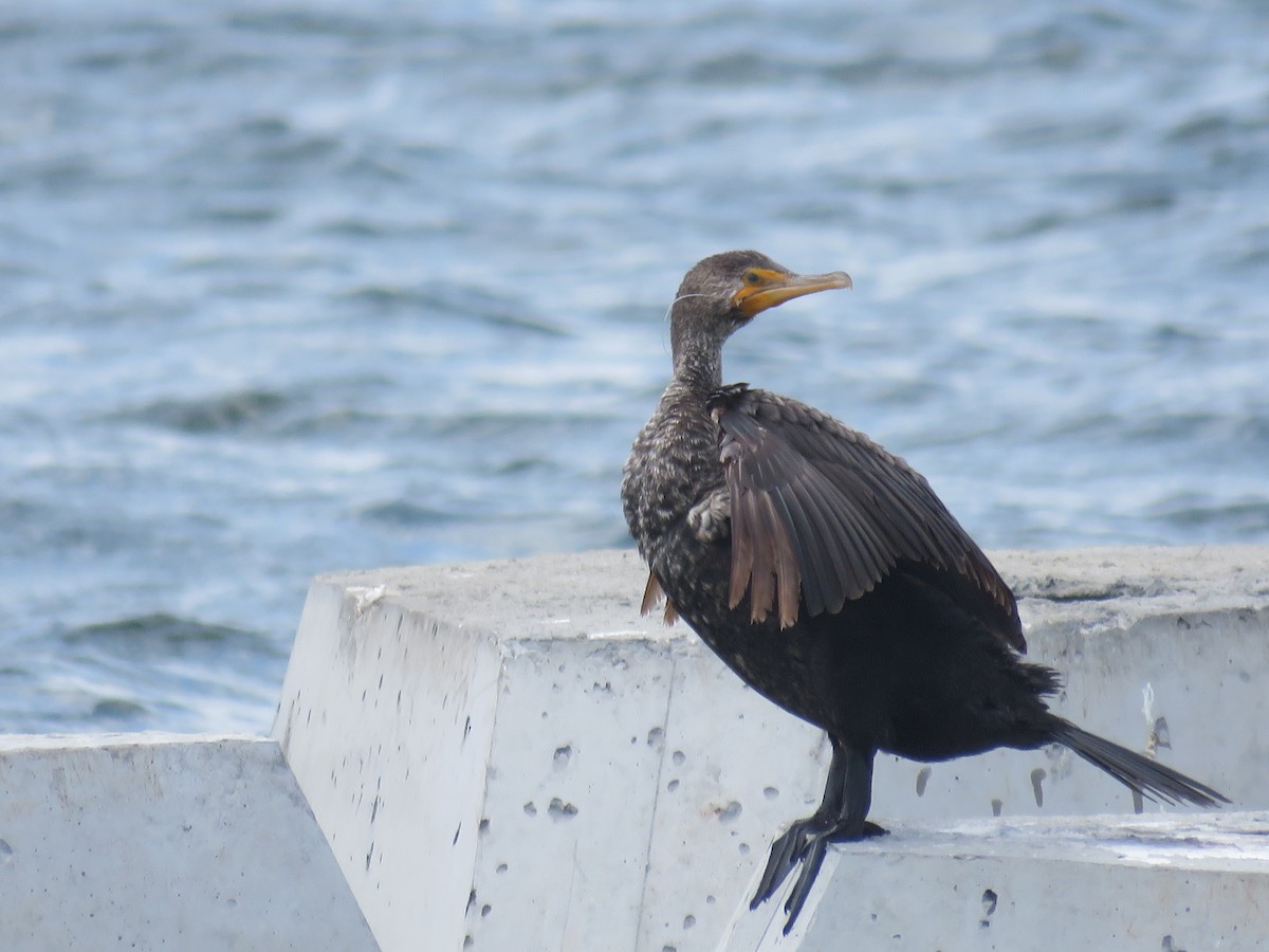 Double-crested Cormorant - shirley franey