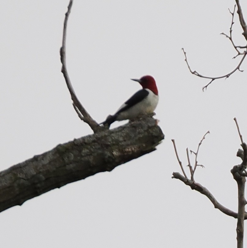 Red-headed Woodpecker - Jeff Lamson