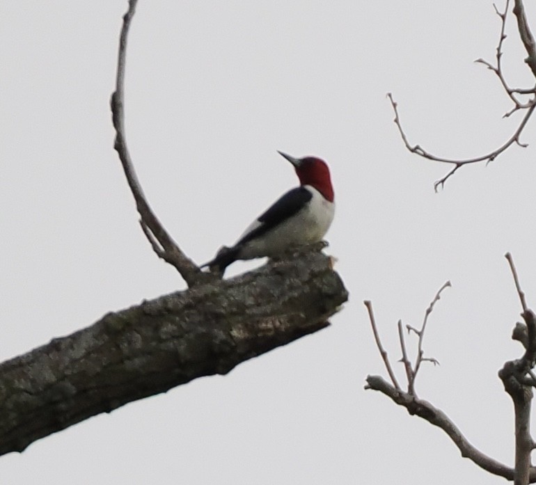 Red-headed Woodpecker - Jeff Lamson