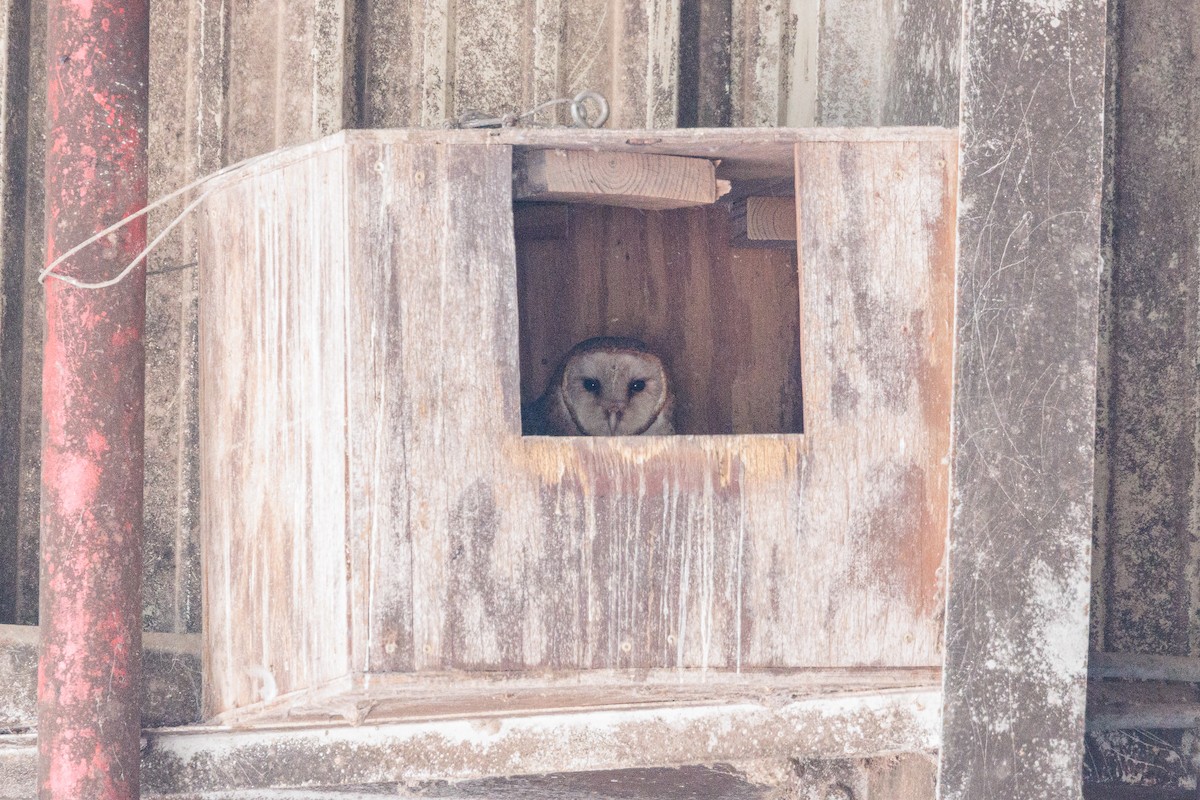 Barn Owl - John Whigham