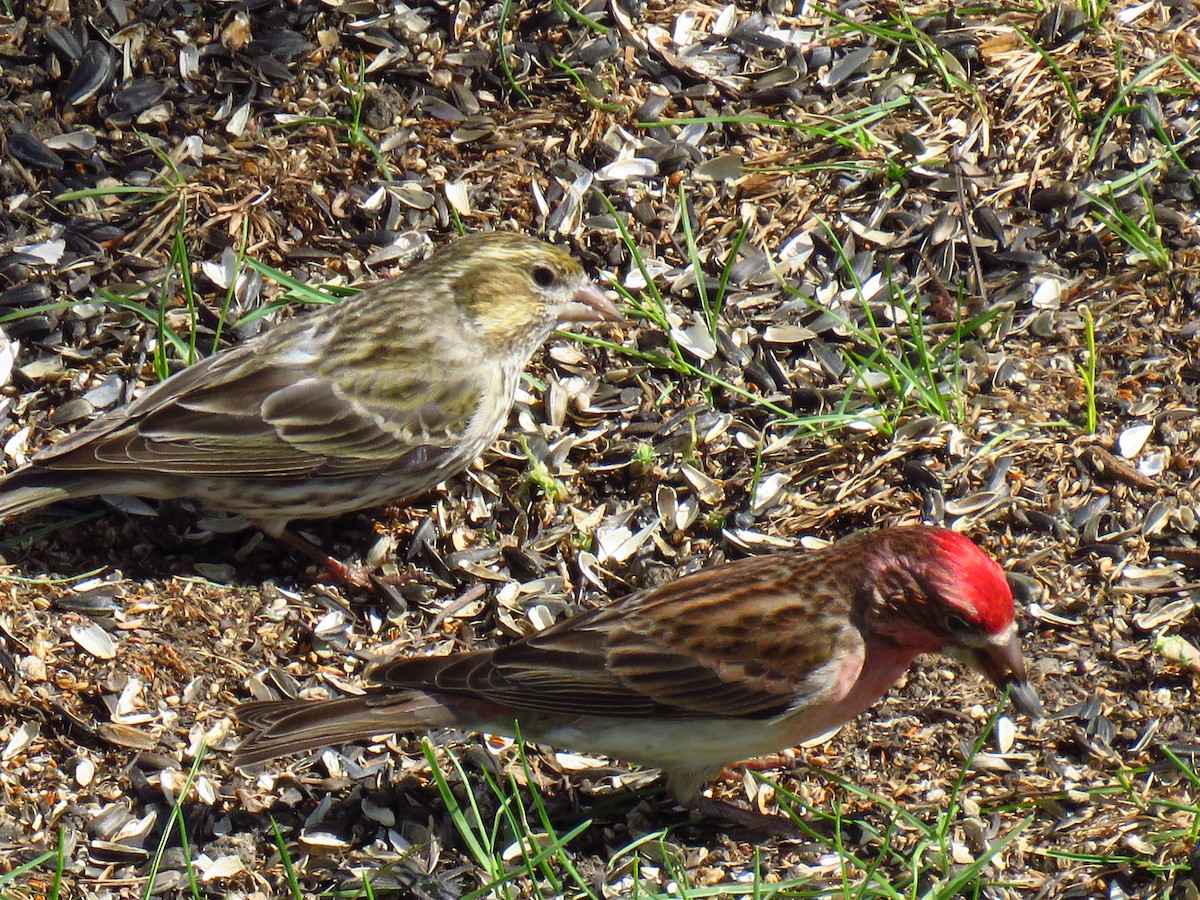 Cassin's Finch - The Lahaies