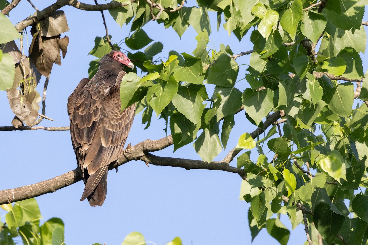 Turkey Vulture - ML618112499