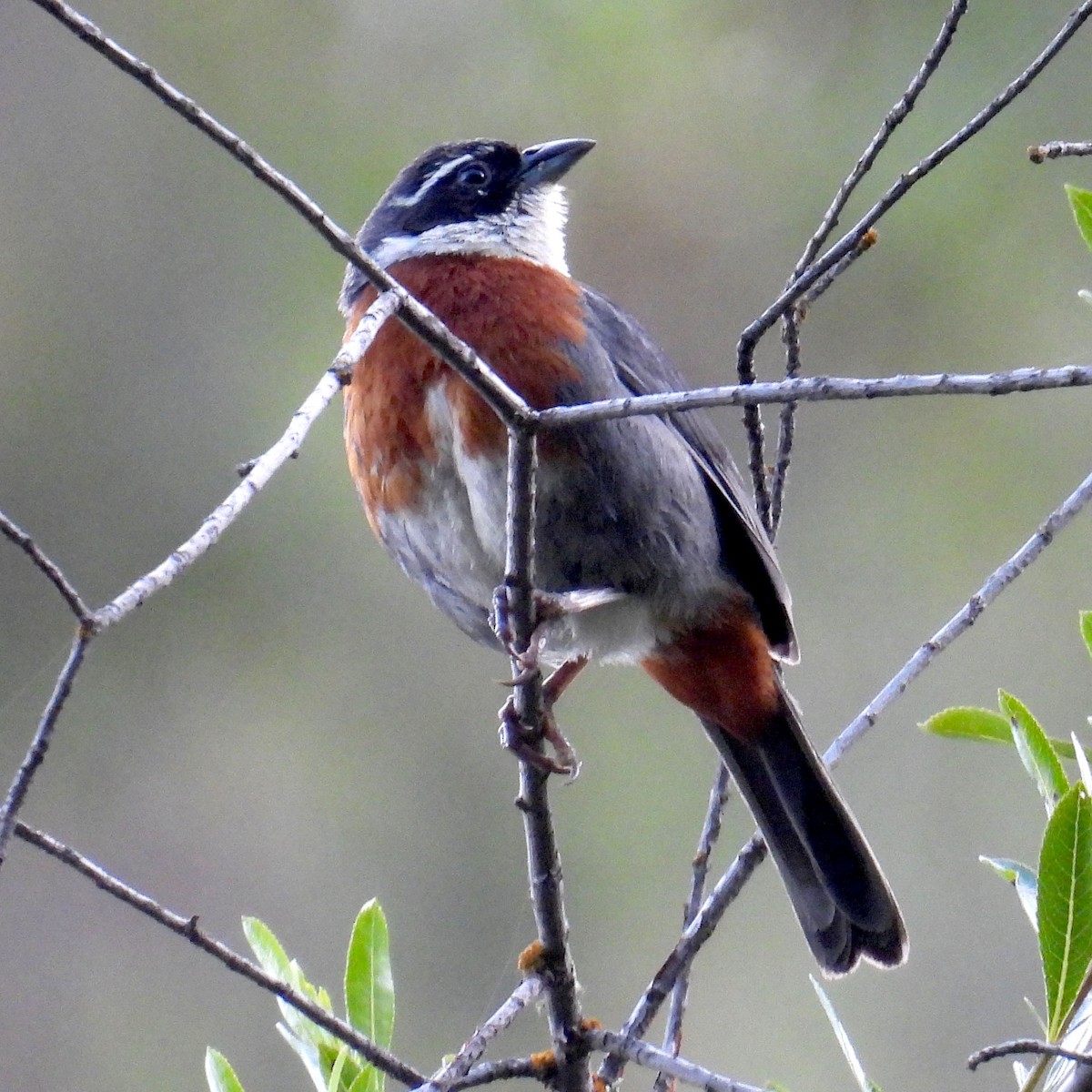 Chestnut-breasted Mountain Finch - ML618112516