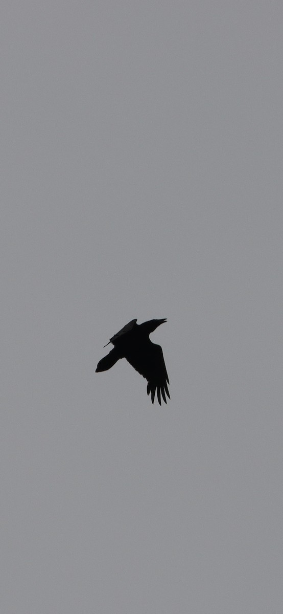 Common Raven - ML618112559