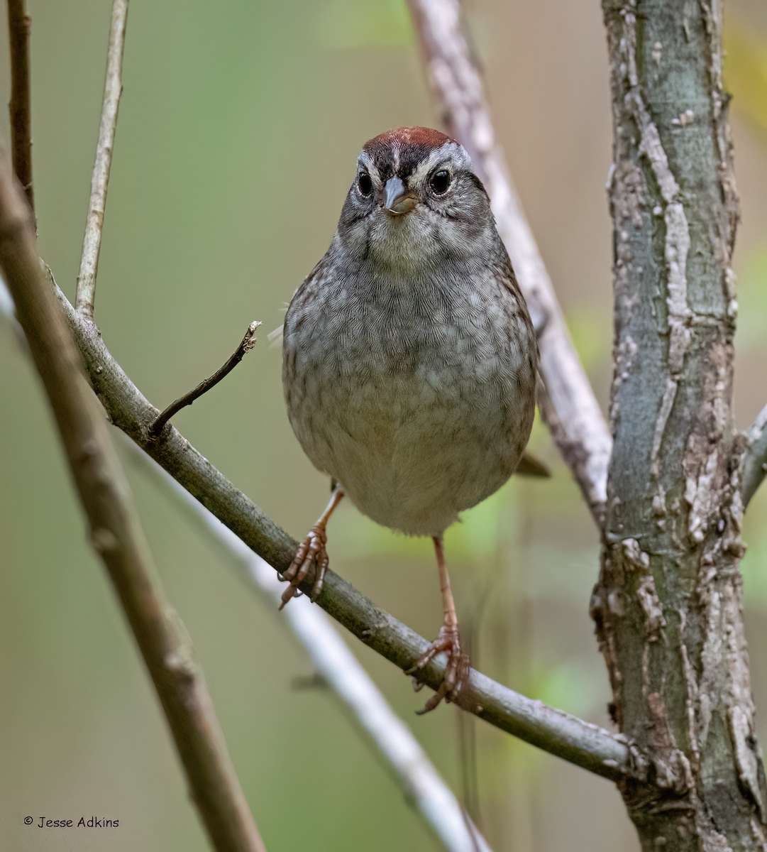 Swamp Sparrow - ML618112581