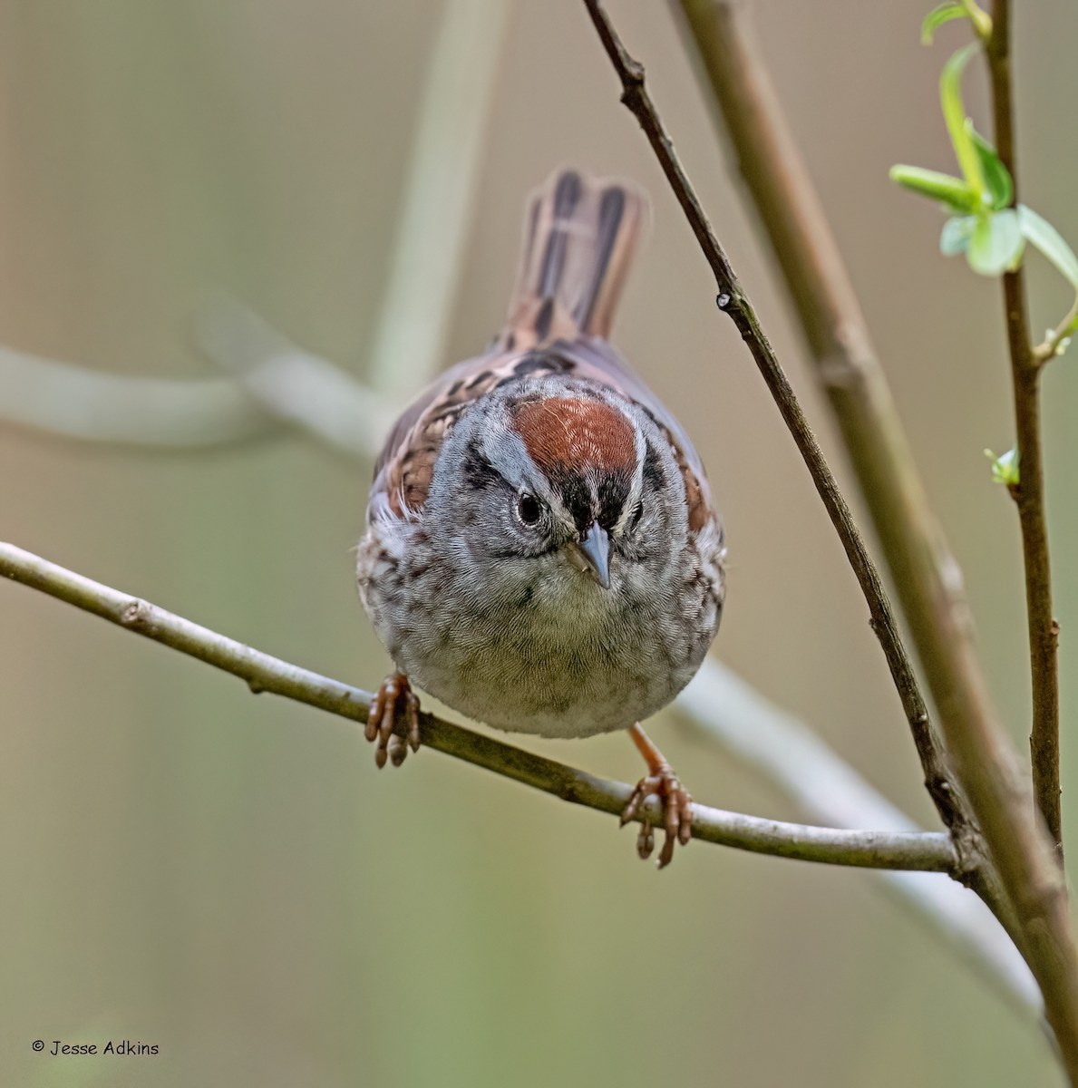 Swamp Sparrow - ML618112582