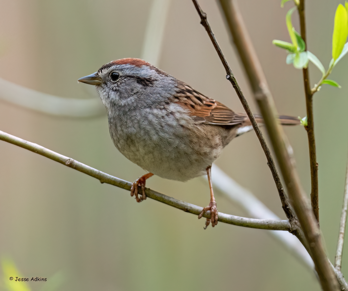 Swamp Sparrow - ML618112583