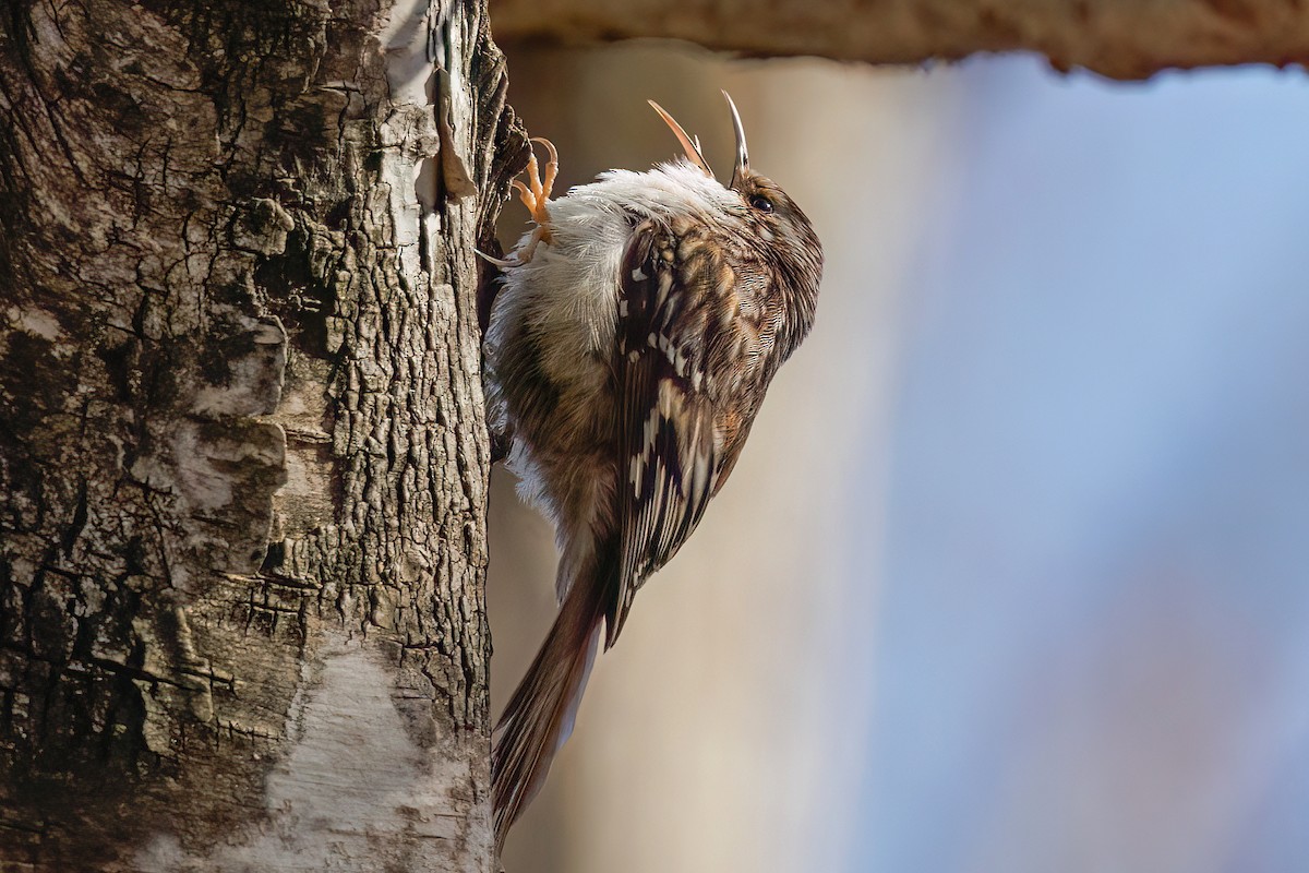 Brown Creeper - Laval Roy