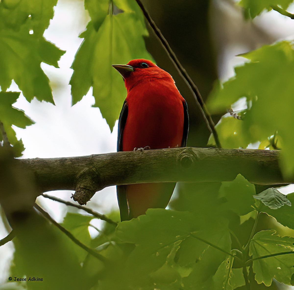 Scarlet Tanager - ML618112643