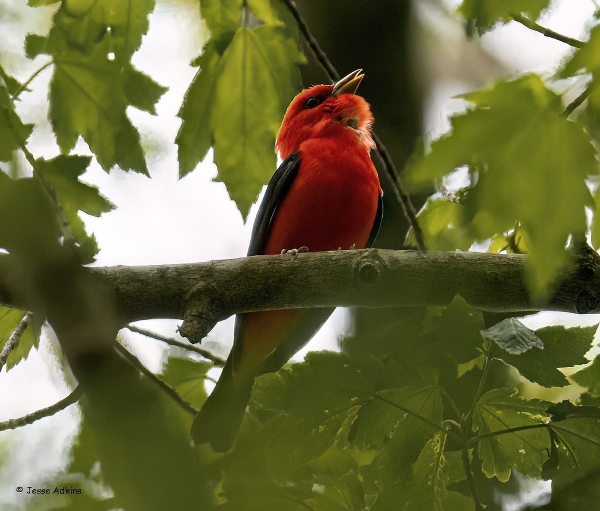 Scarlet Tanager - ML618112644