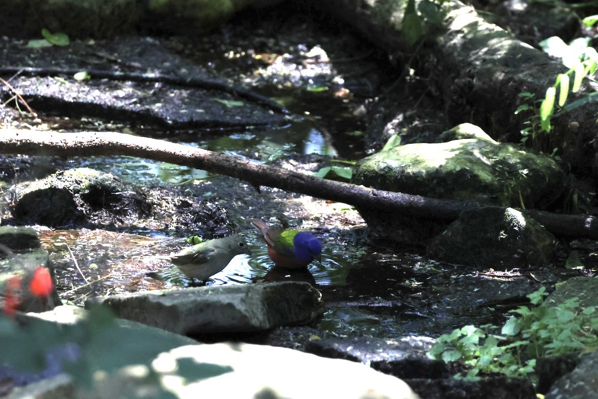 Painted Bunting - ML618112692