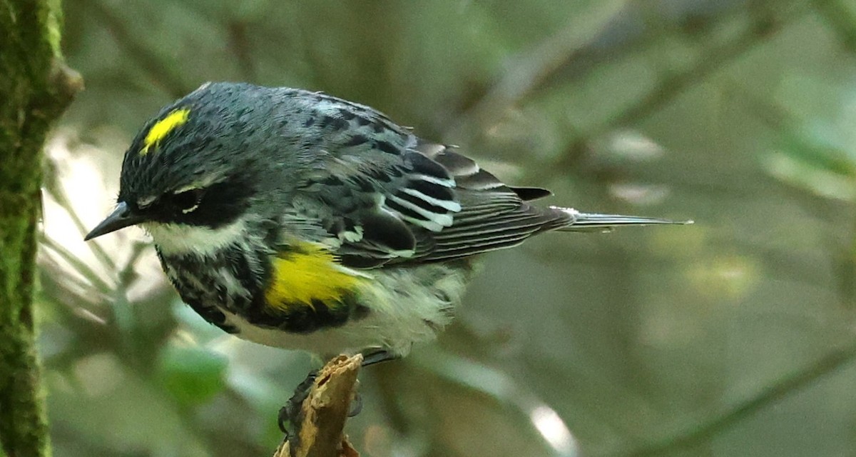 Yellow-rumped Warbler - Duane Yarbrough