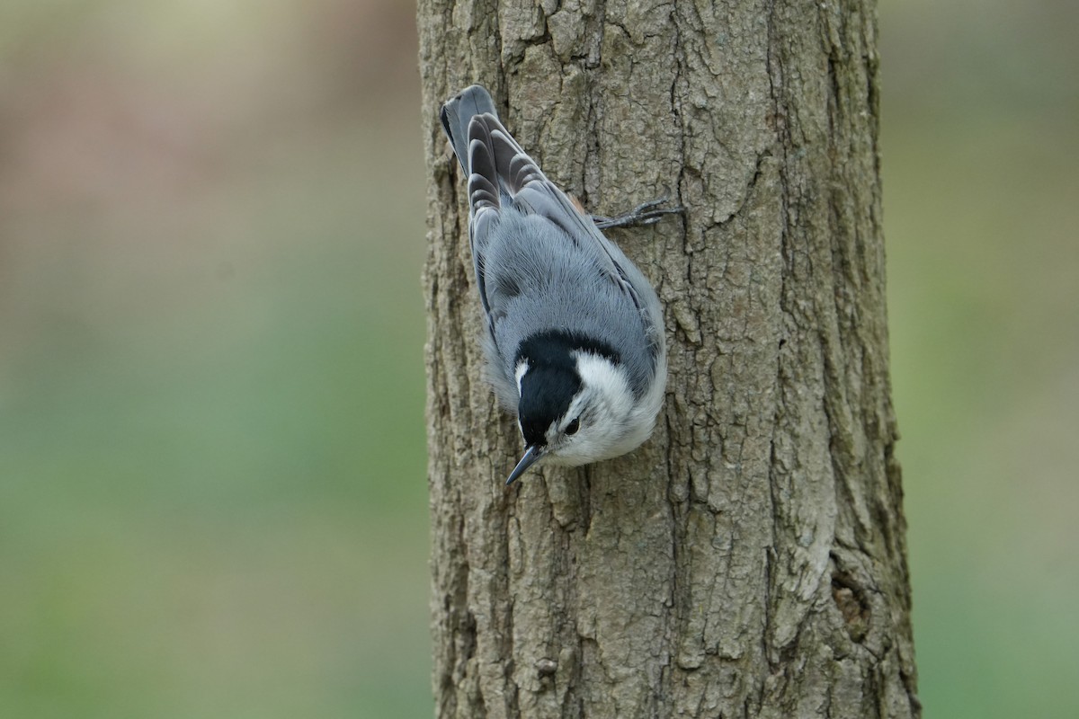 White-breasted Nuthatch - Will Cihula