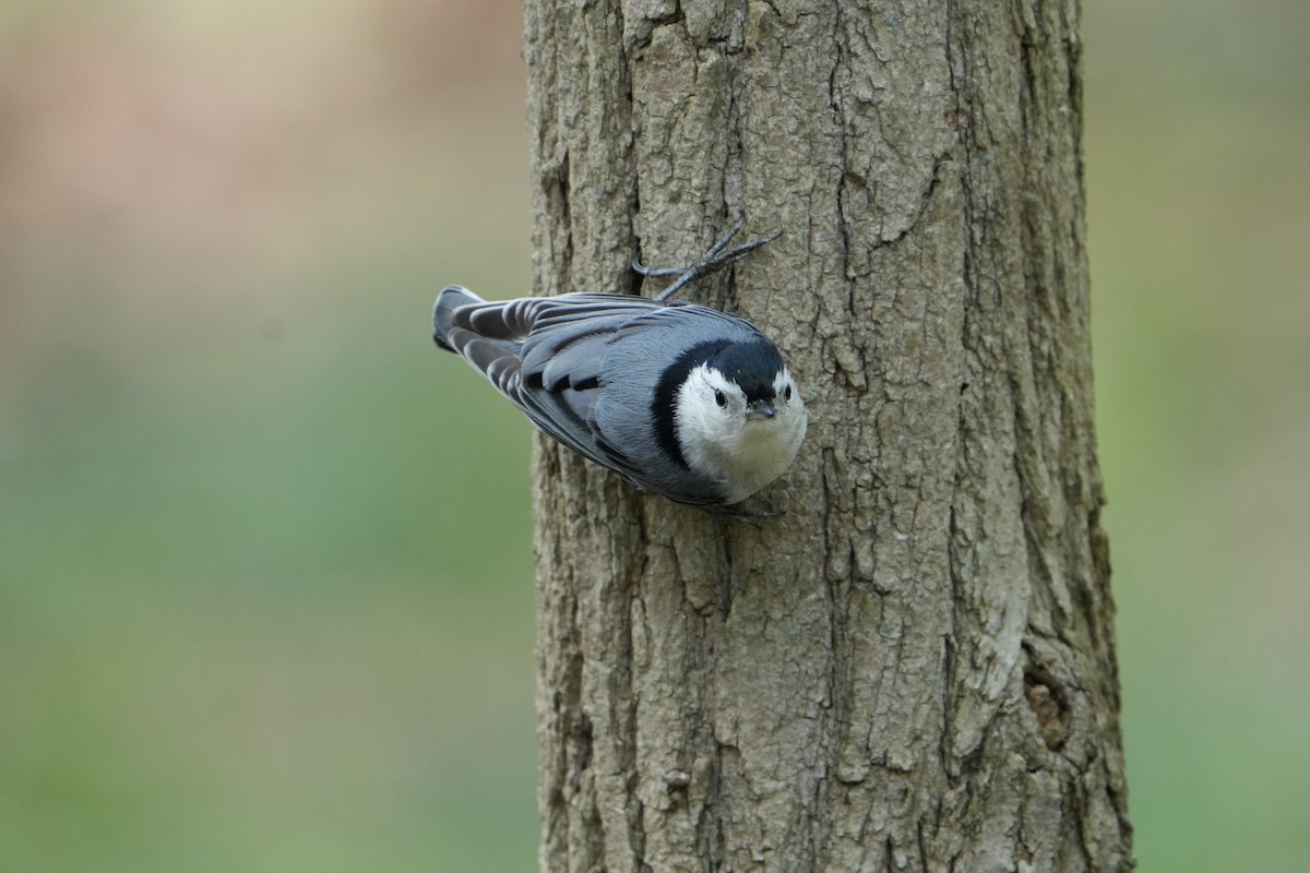 White-breasted Nuthatch - ML618112717