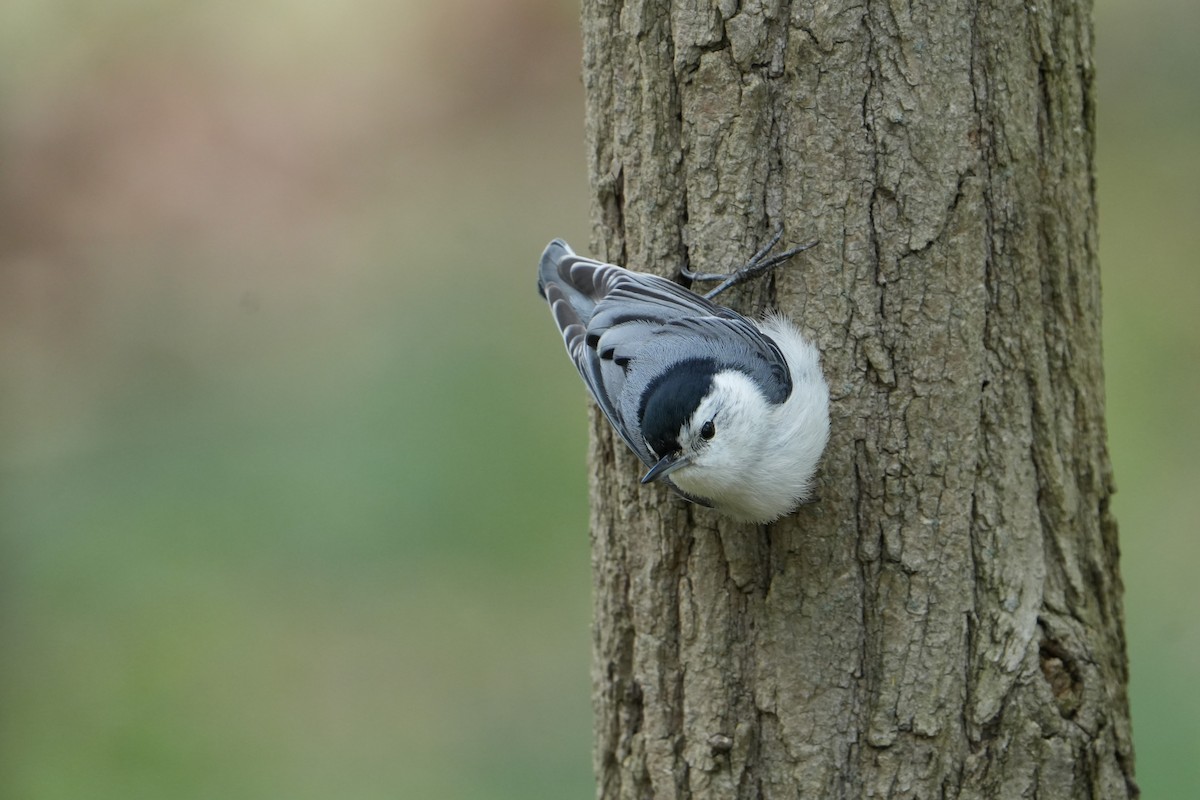 White-breasted Nuthatch - ML618112718