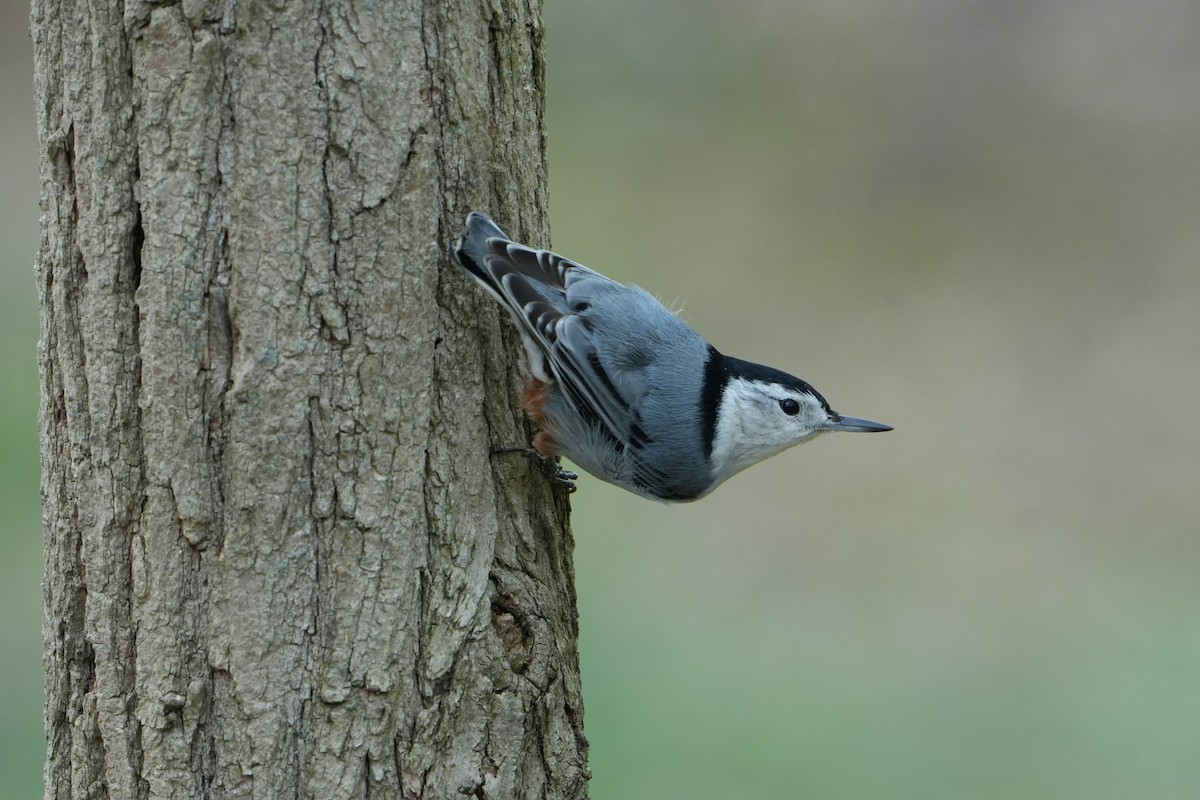 White-breasted Nuthatch - ML618112720