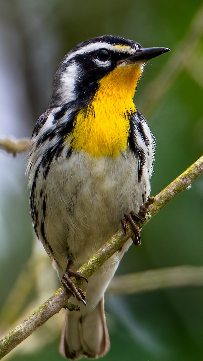 Yellow-throated Warbler (dominica/stoddardi) - ML618112737