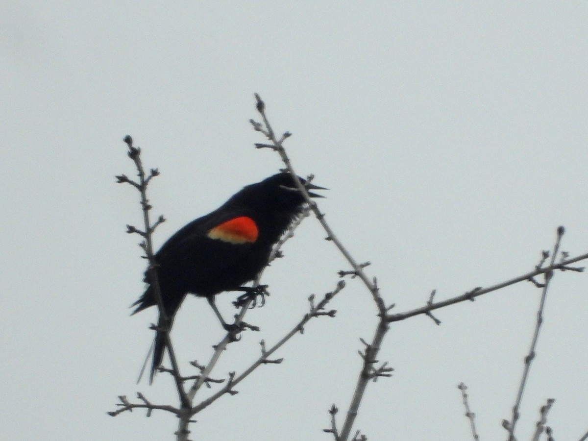 Red-winged Blackbird - ML618112743