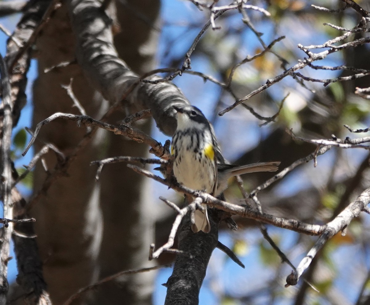 Yellow-rumped Warbler (Myrtle) - Timothy Spahr