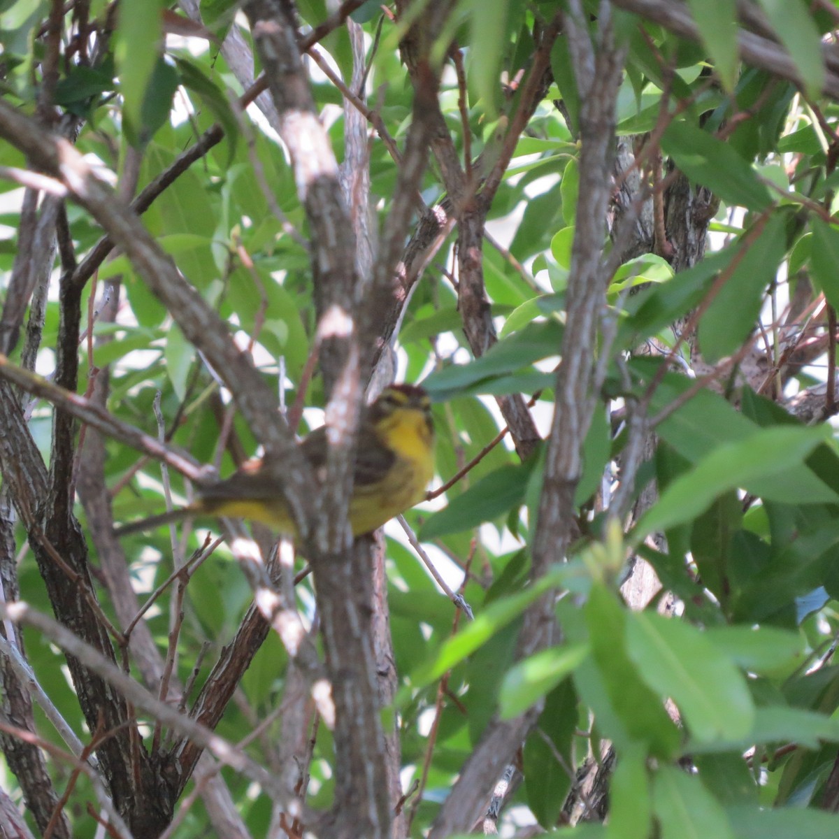 Palm Warbler (Yellow) - ML618112766