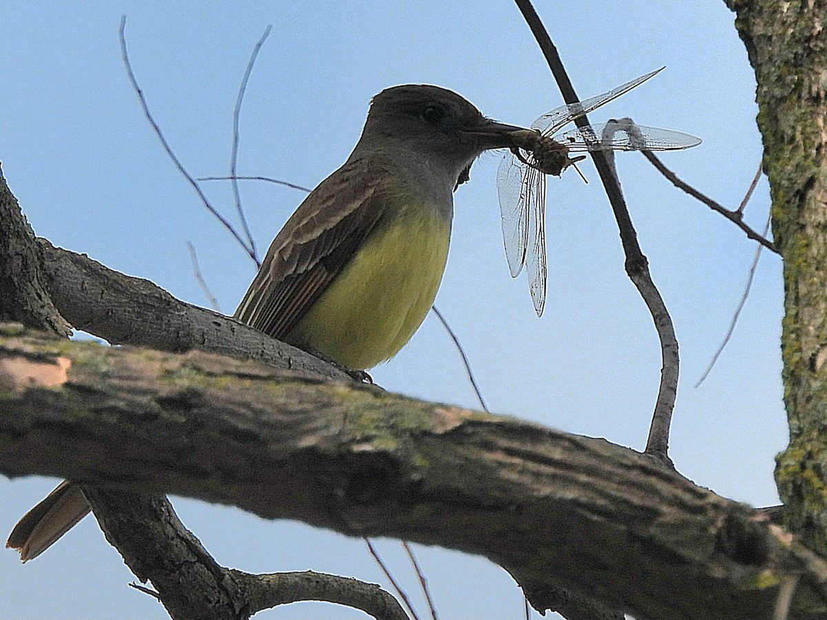 Great Crested Flycatcher - Aaron Gregory