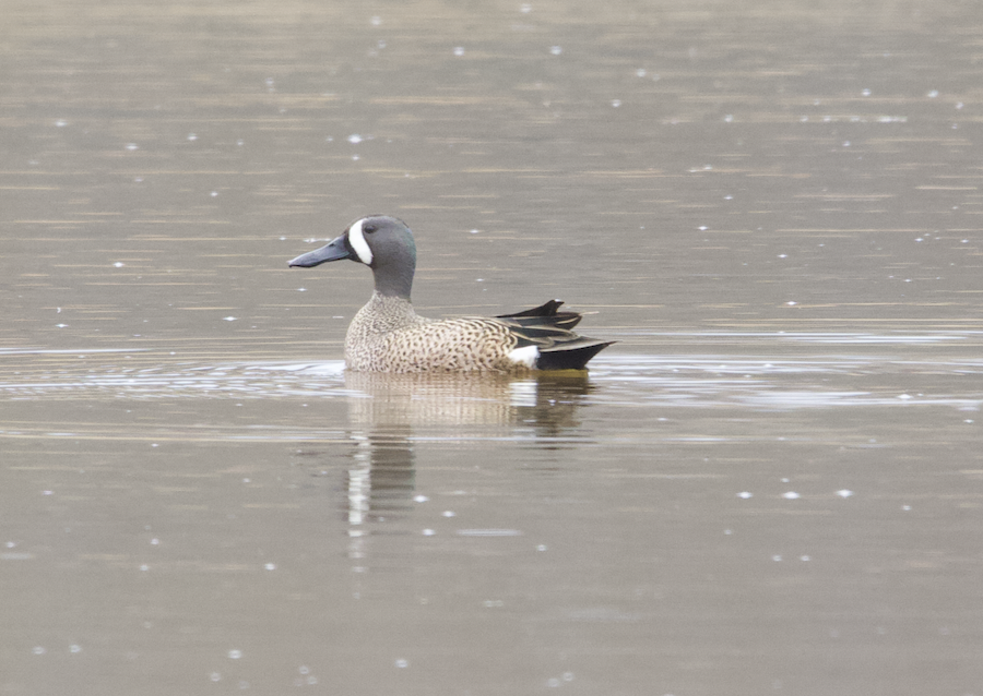 Blue-winged Teal - ML618112832