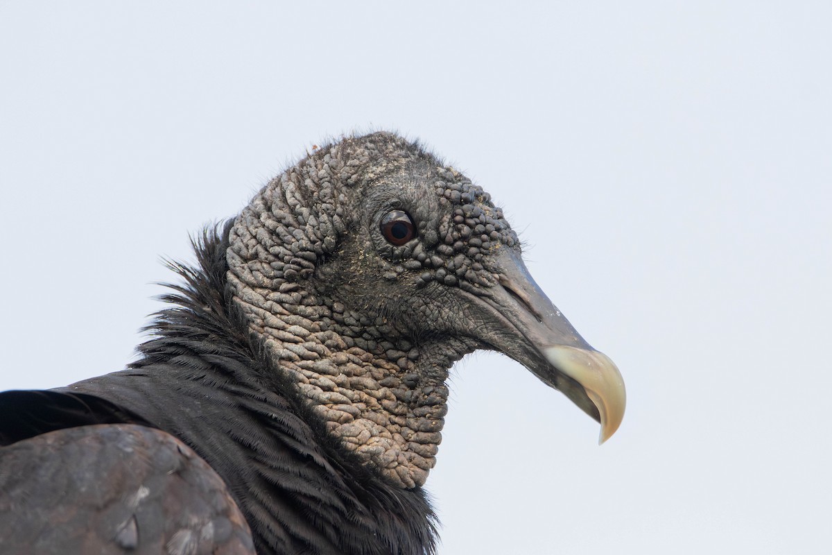 Black Vulture - ML618112841