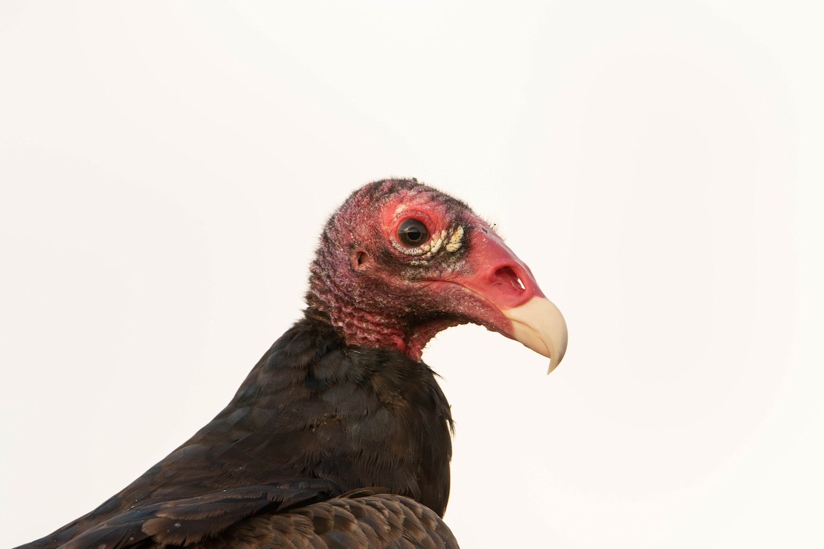 Turkey Vulture - ML618112858