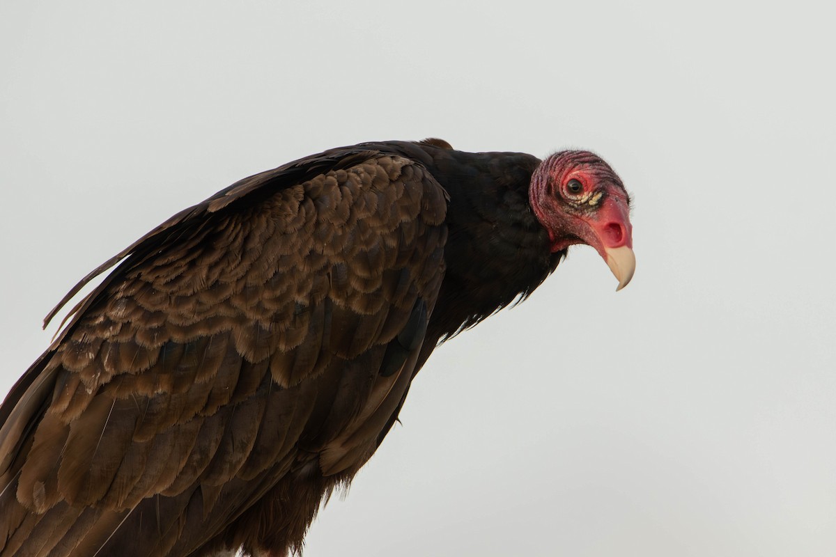 Turkey Vulture - ML618112859