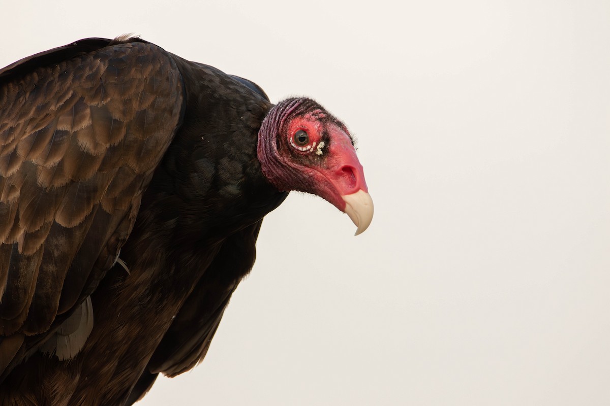 Turkey Vulture - ML618112860