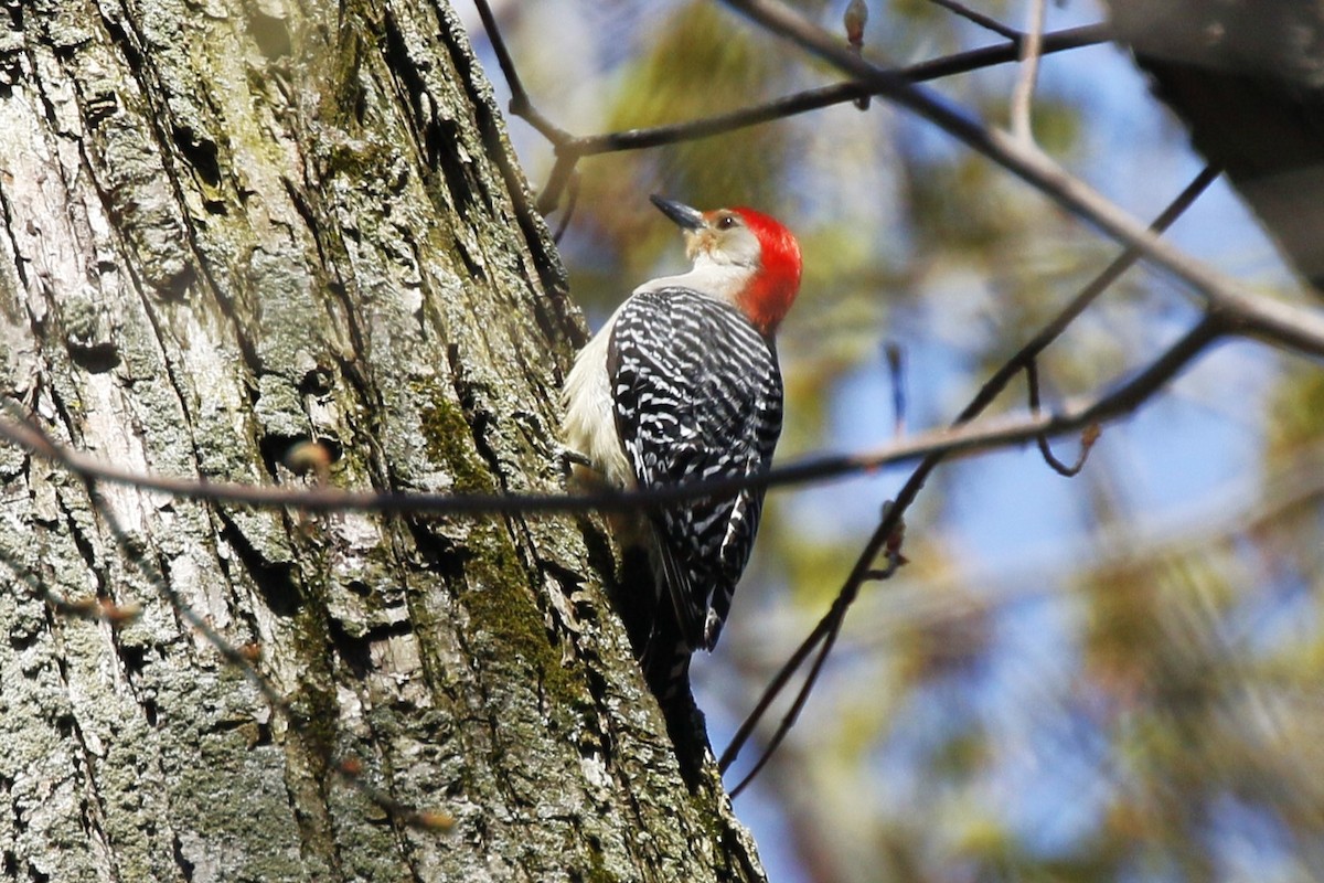 Red-bellied Woodpecker - ML618112884
