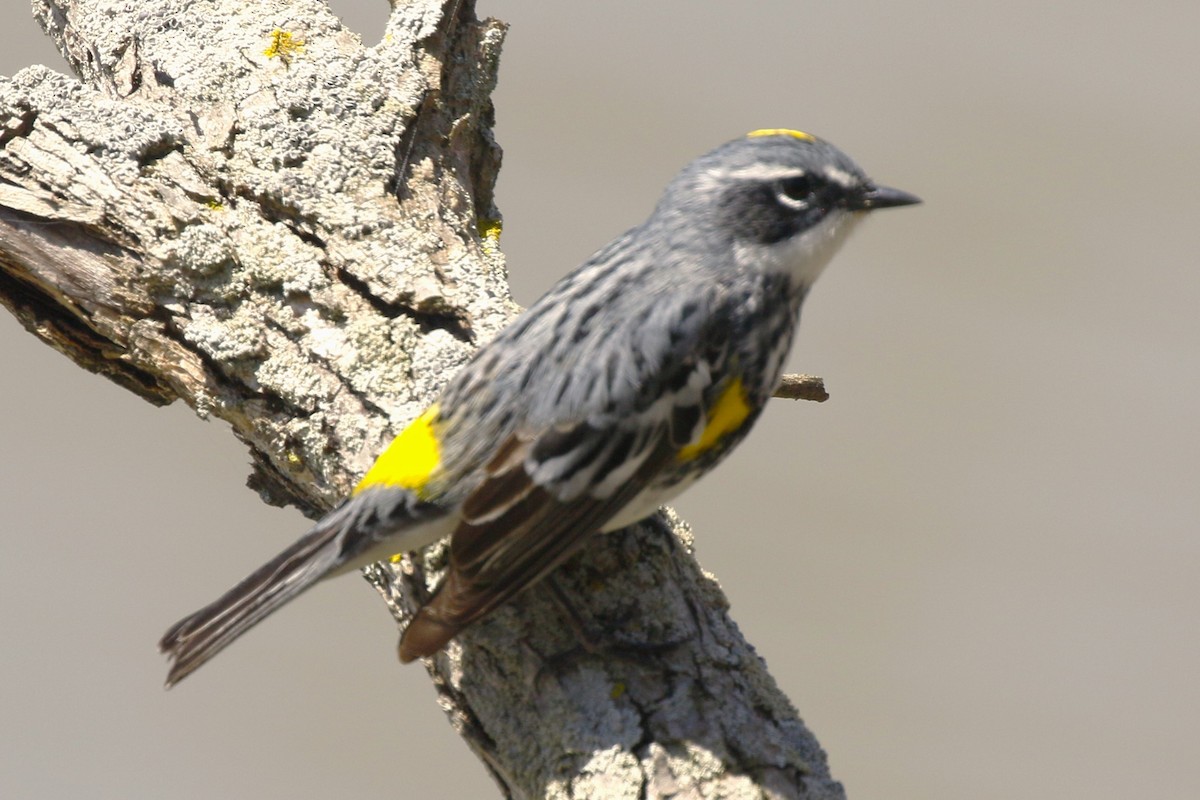 Yellow-rumped Warbler - walter sliva