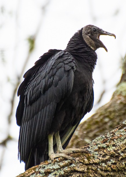 Black Vulture - ML618112985