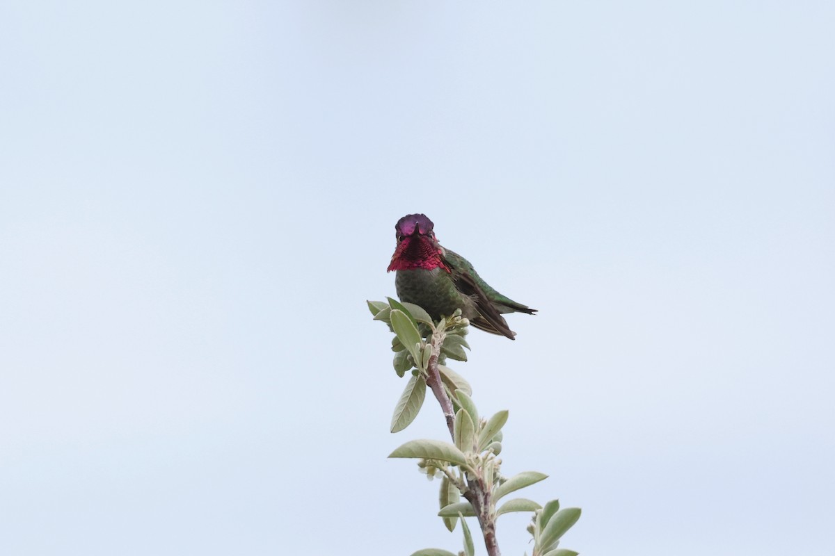 Anna's Hummingbird - ML618113044
