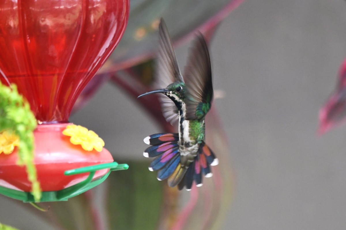 kolibřík lesklý - ML618113060
