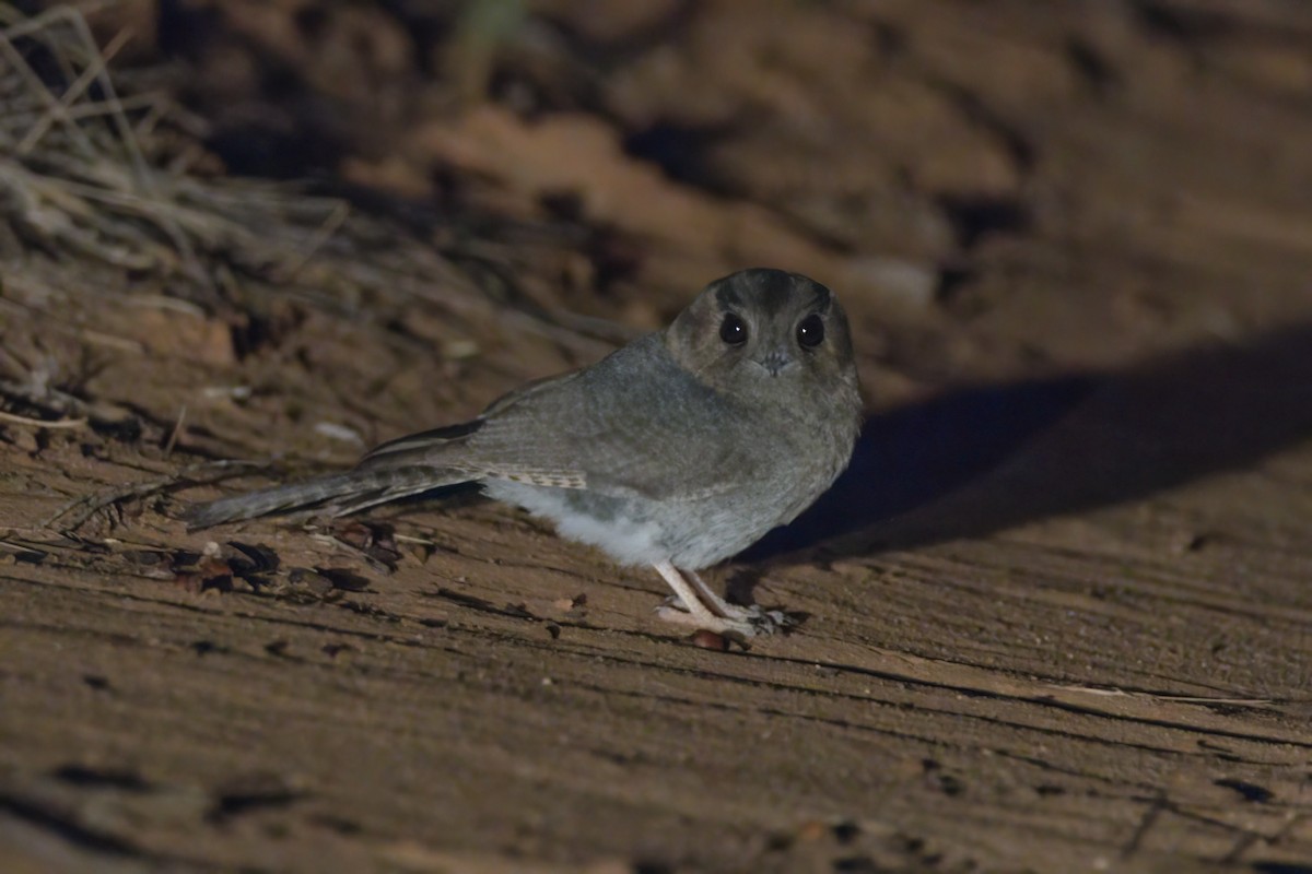 Australian Owlet-nightjar - Andreas Heikaus